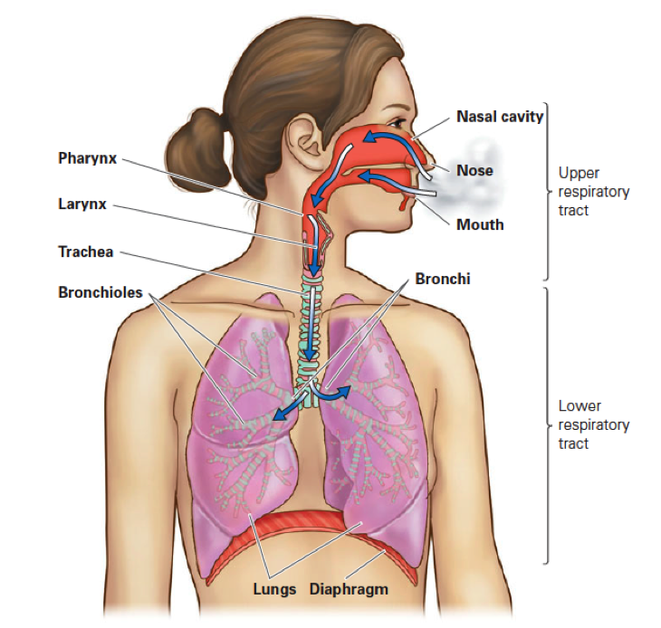 Respiratory System Quiz - Skill 3